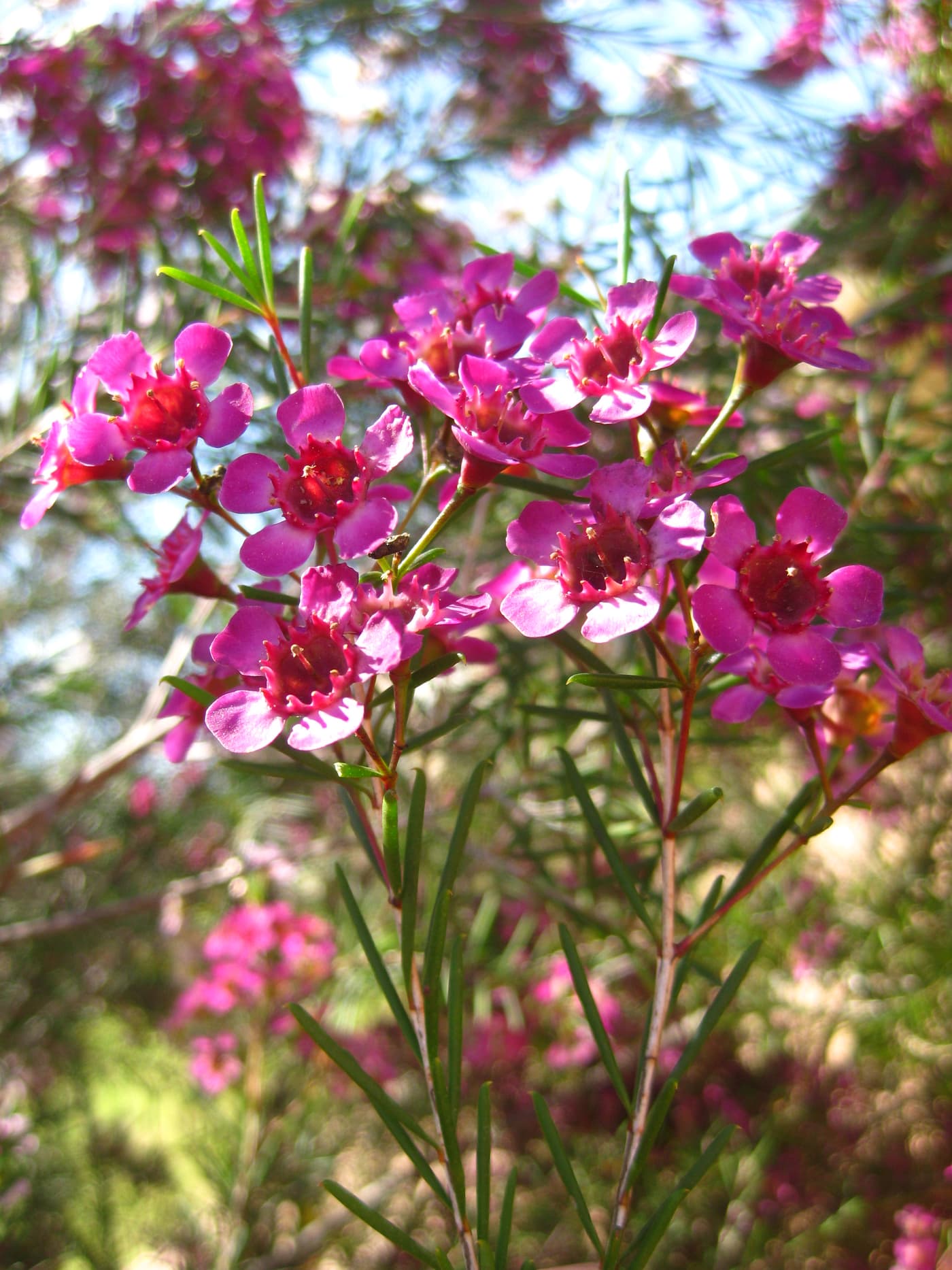 Six FABIans participate in the 20th Australasian Plant Pathology Society conference