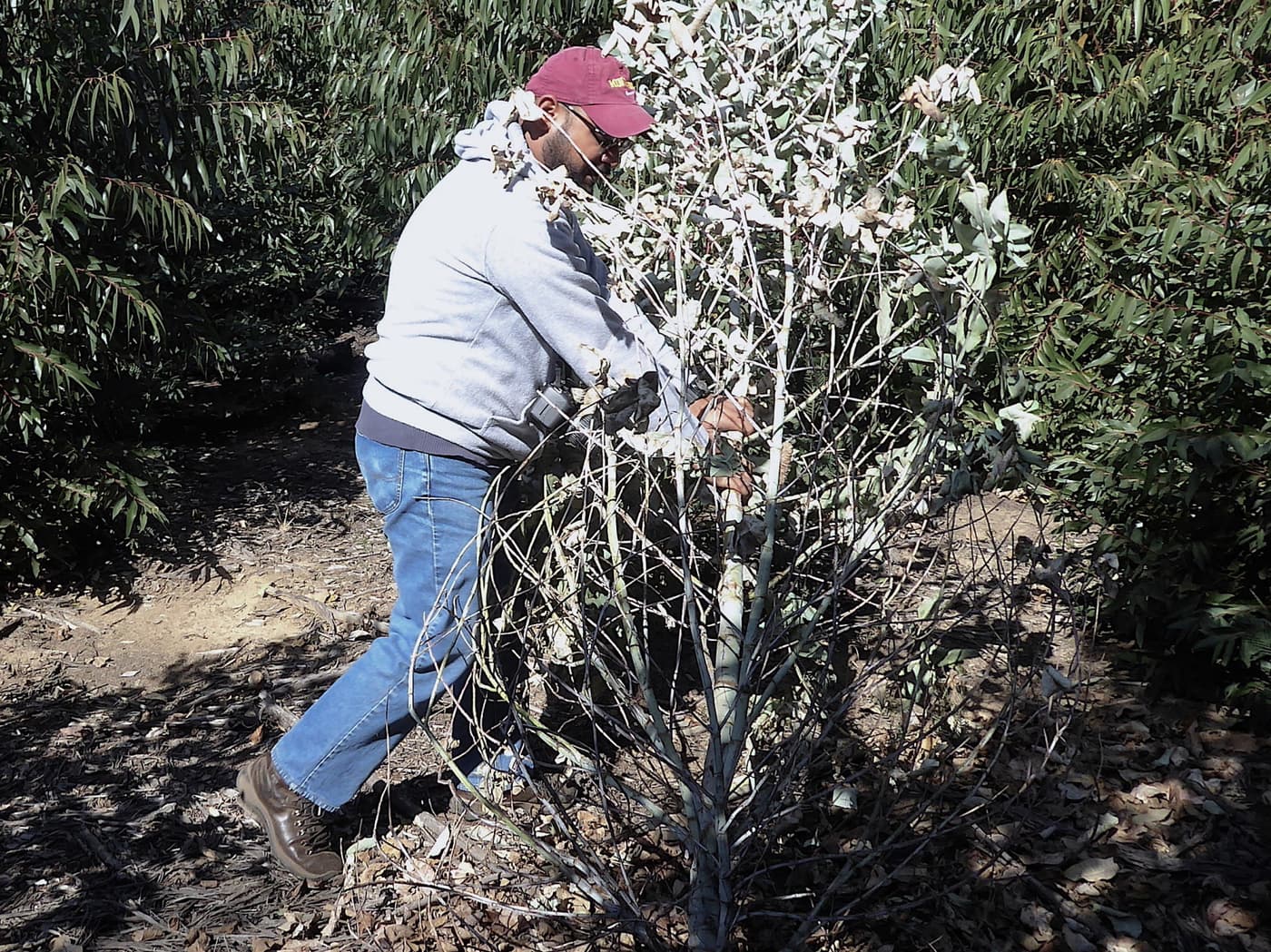 FABIan conducts a Eucalyptus root-rot disease survey