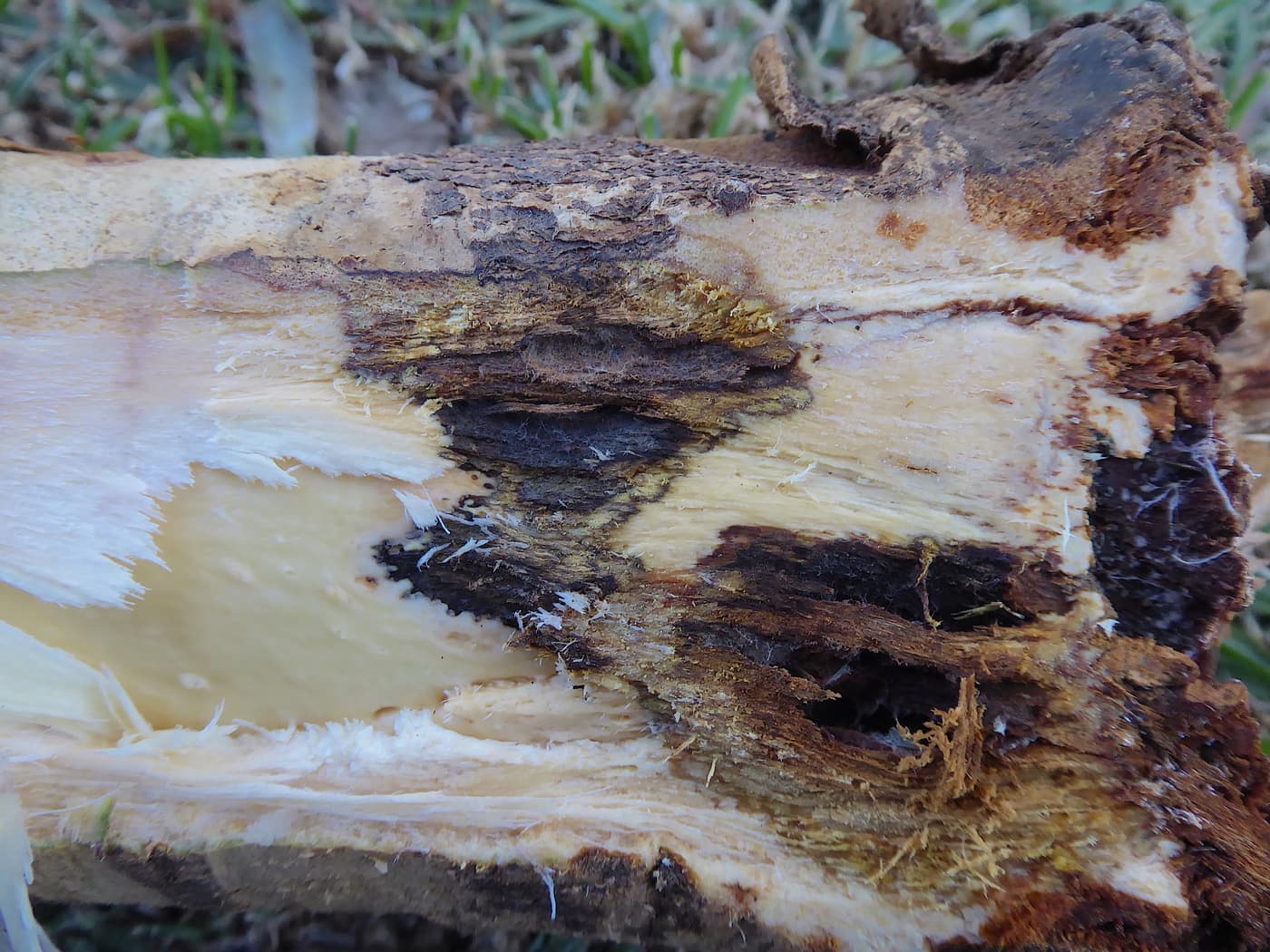 FABIan conducts a Eucalyptus root-rot disease survey