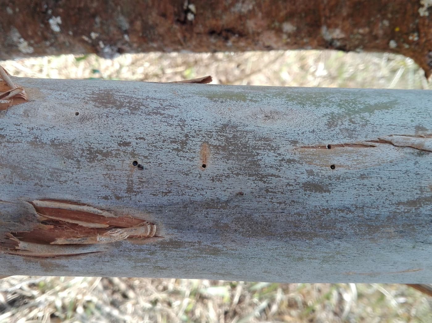 Hunting for ambrosia beetles in Tzaneen