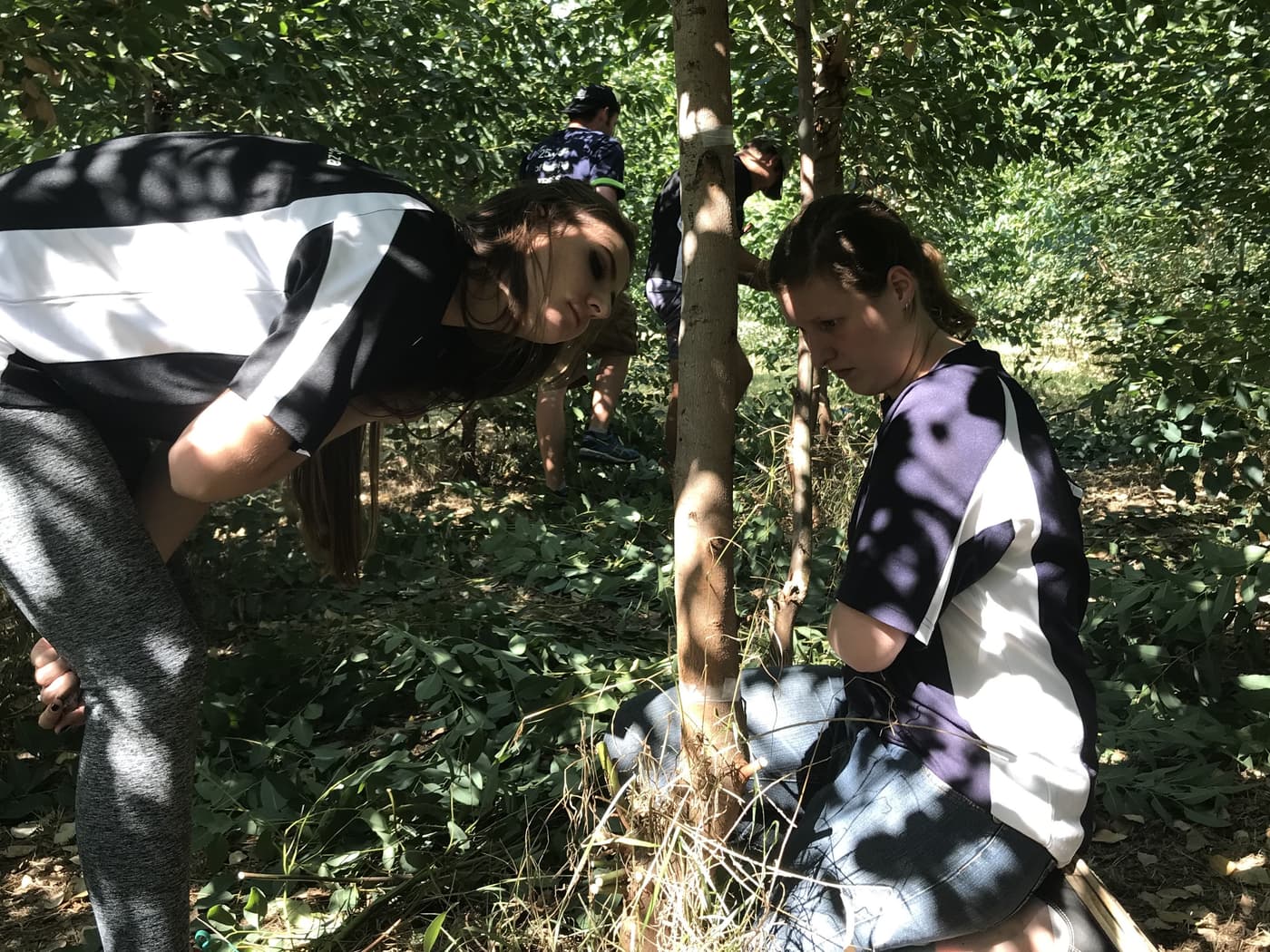 PSHB fungus tested for pathogenicity on commercial forest trees