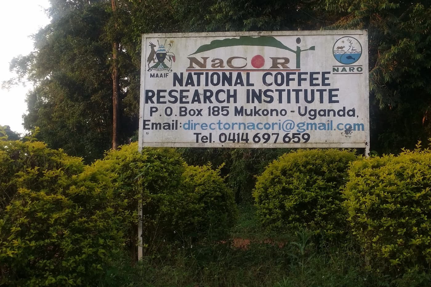Crossing the Equator: A research visit to the National Coffee Research Institute (NaCORI) in Uganda