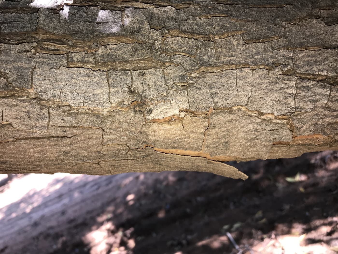PSHB survey in Northern Cape Pecan orchards