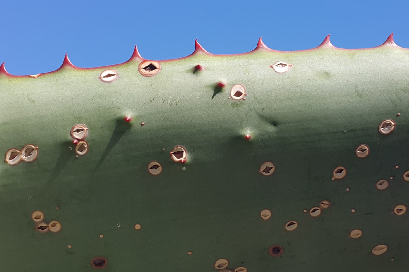 Monitoring plant health in botanic gardens and arboreta across South Africa