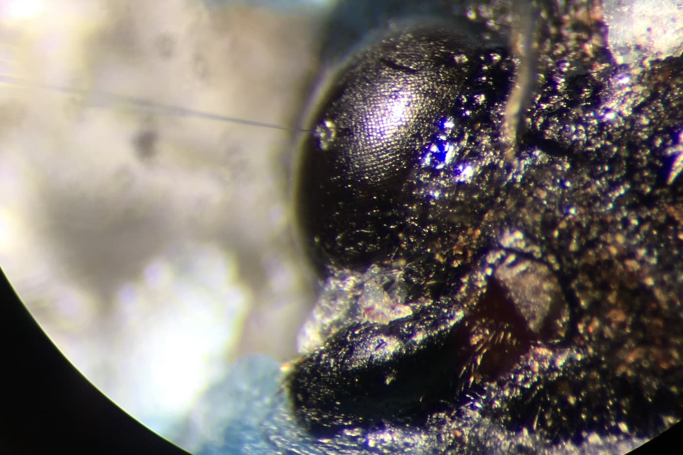 Looking into the eyes of the European woodwasp, <i>Sirex noctilio</i>