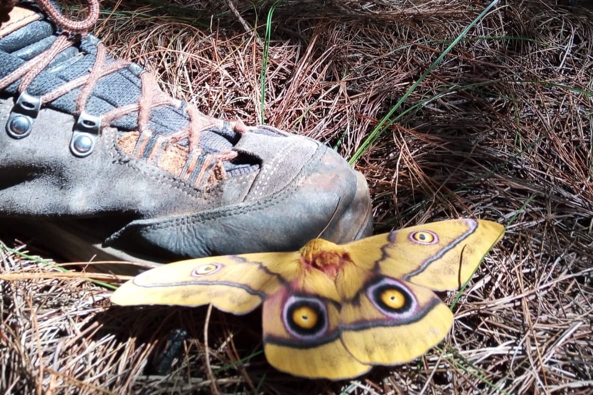Moth pheromone trial in Underberg, KZN