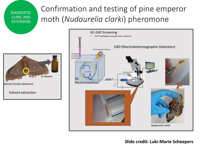 Reflections on the application of fundamental  research to  keep  plantation trees healthy