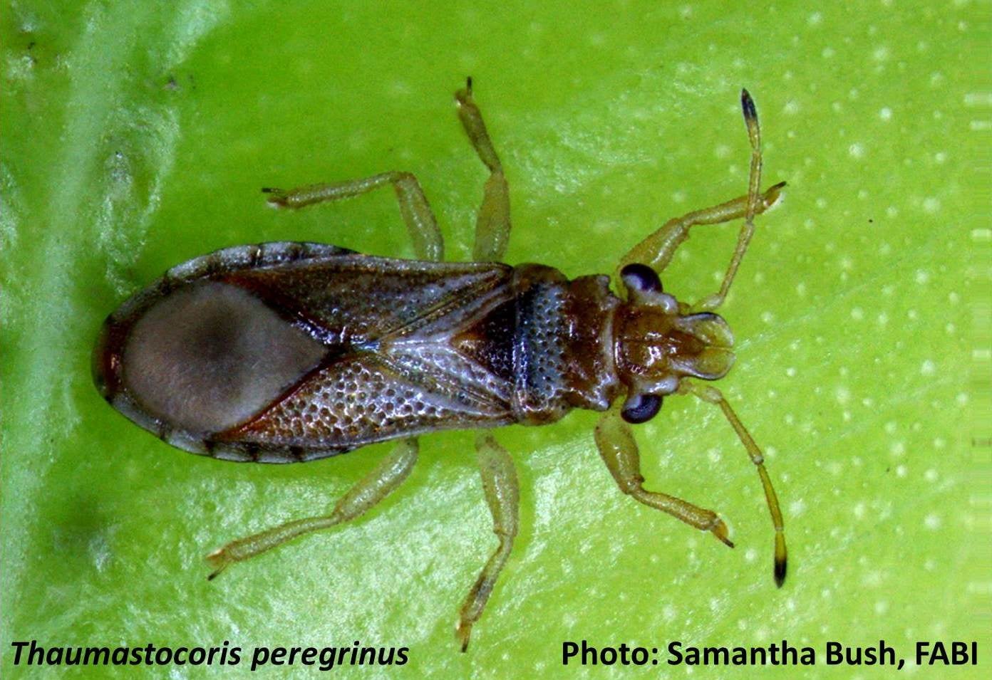 Celebrating one year in the Biocontrol efforts of the bronze bug