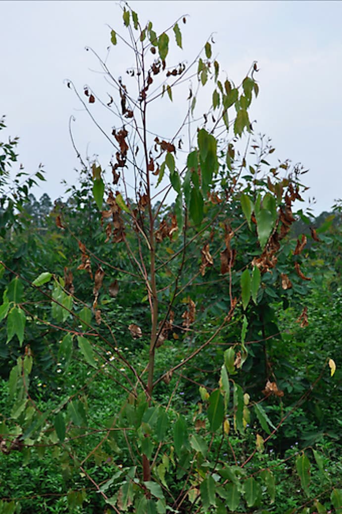 Bacterial wilt caused by Ralstonia solanacearum