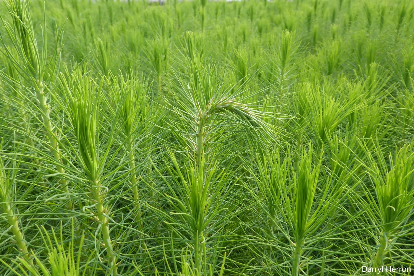 Seedling wilting