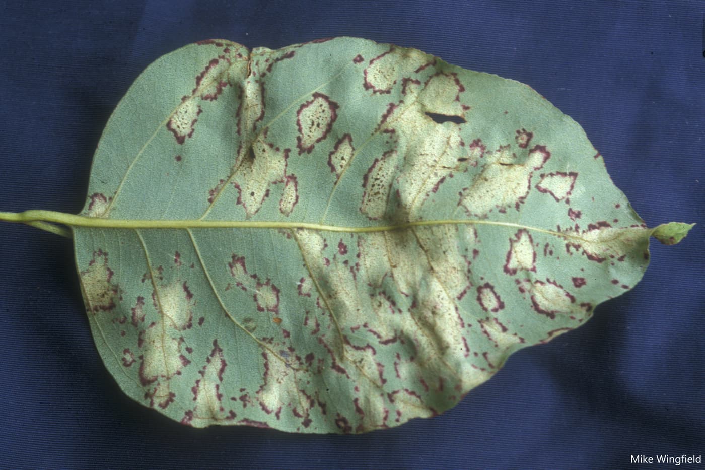 Leaf infected by T. destructans