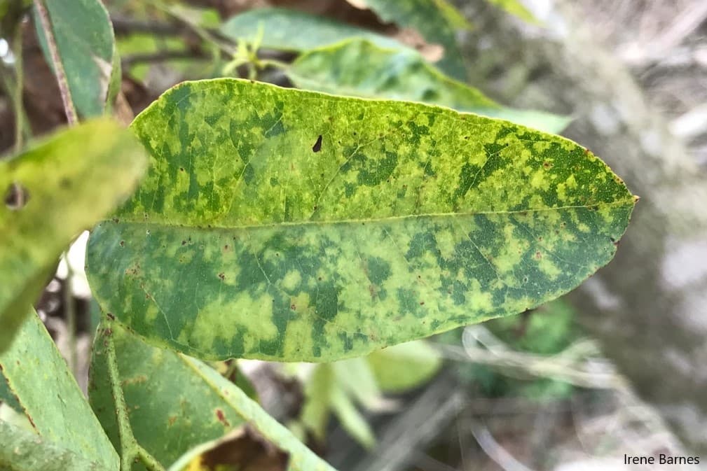 Leaf infected by T. destructans