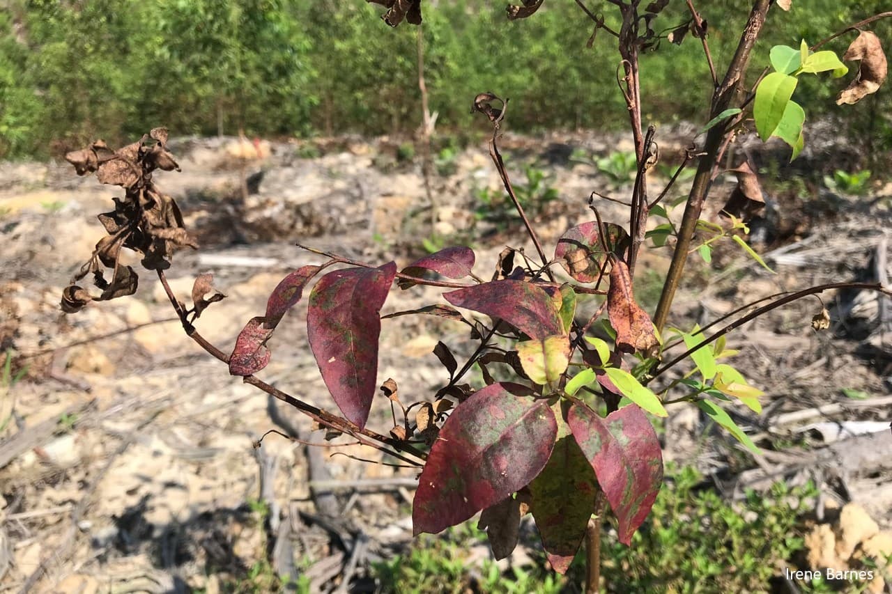 Teratosphaeria destructans leaf blight