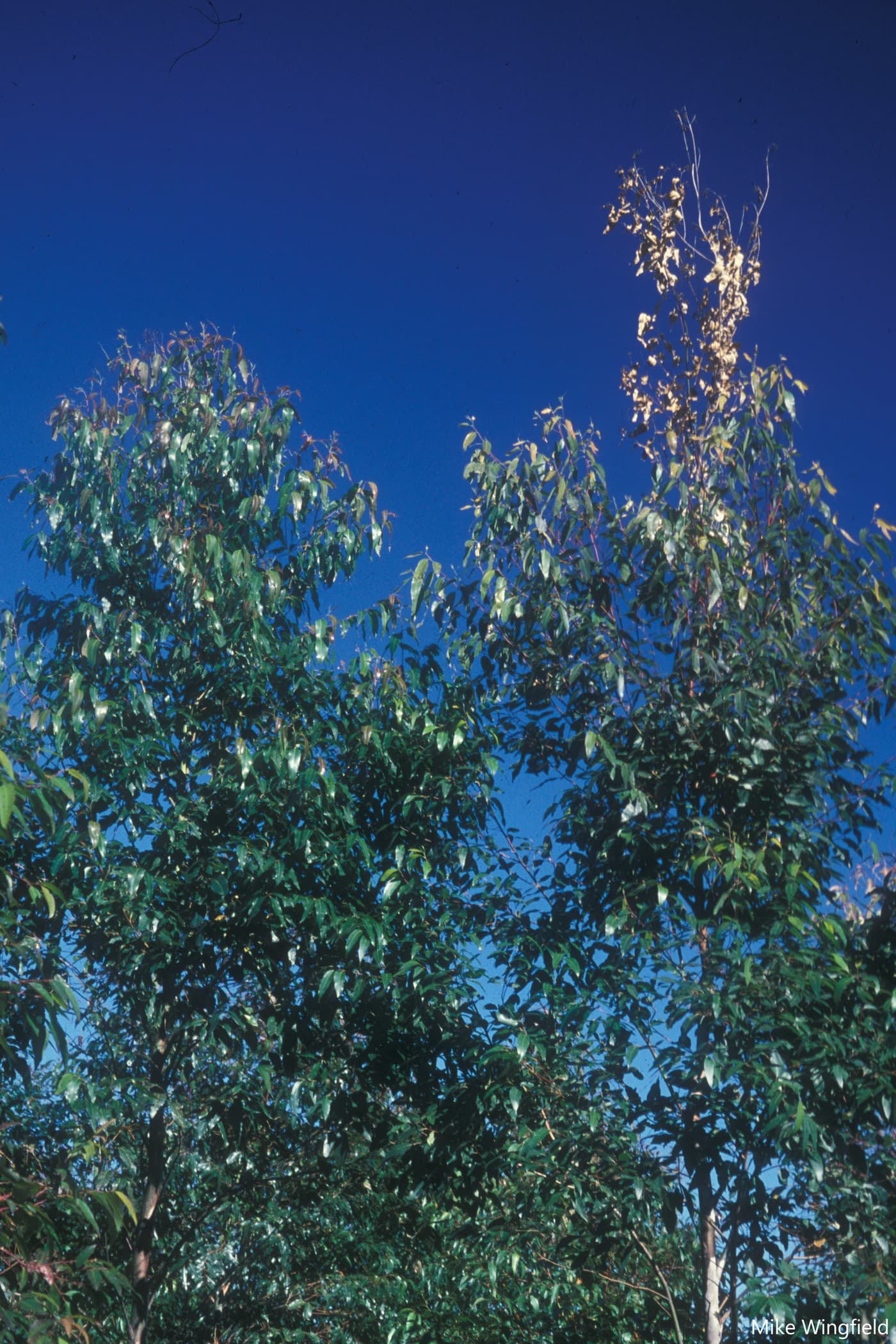 Dieback of tops of E. grandis after hot wind and cankers caused by Botryosphaeria