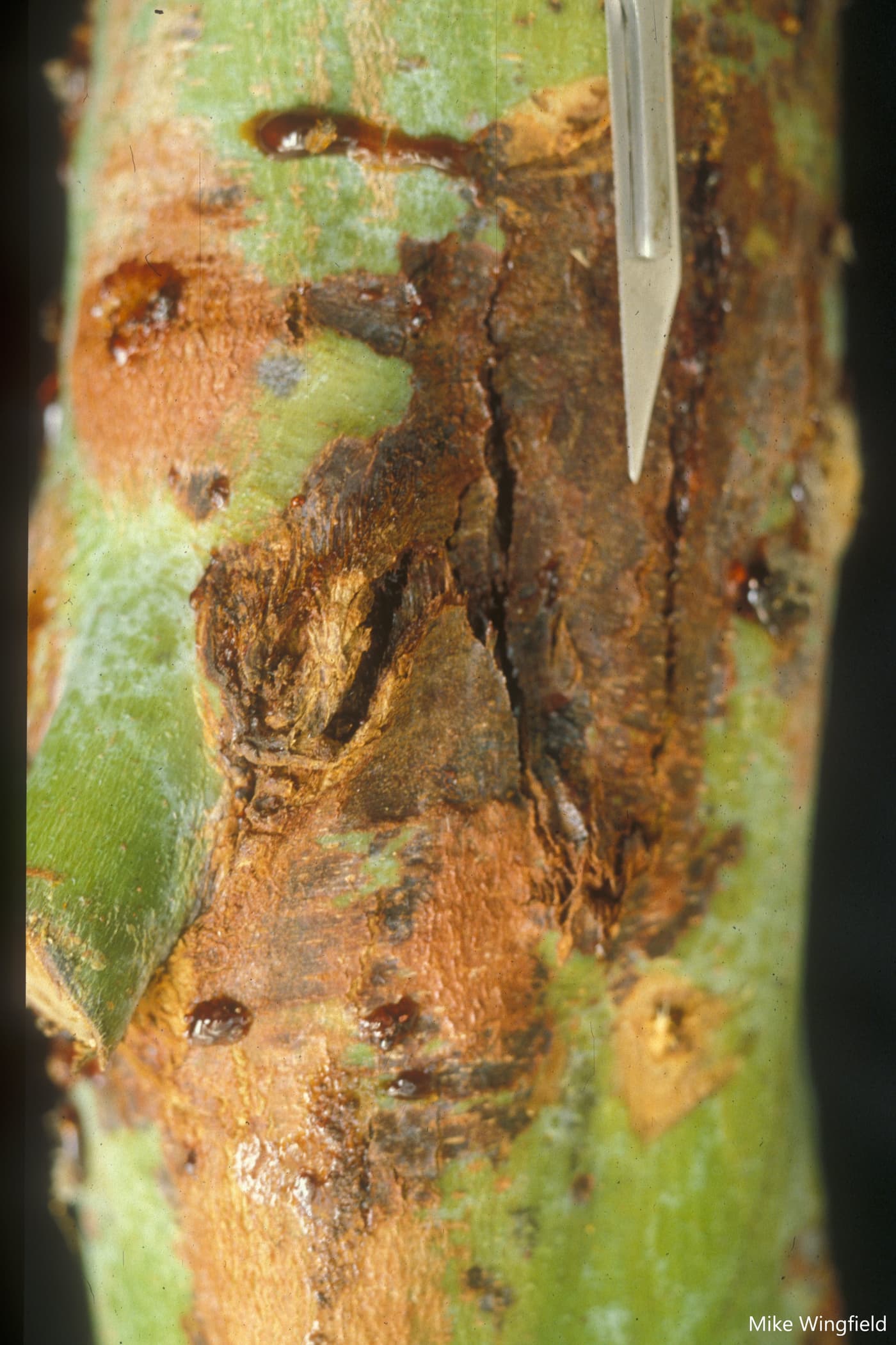 E. grandis stem infection by T. zuluenis