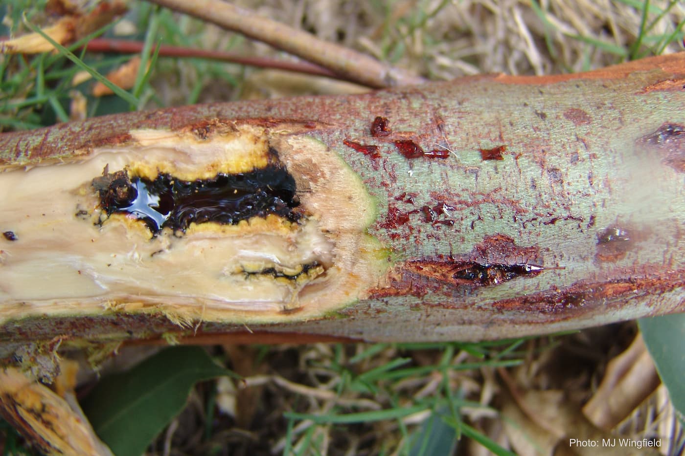 Gum-filled canker