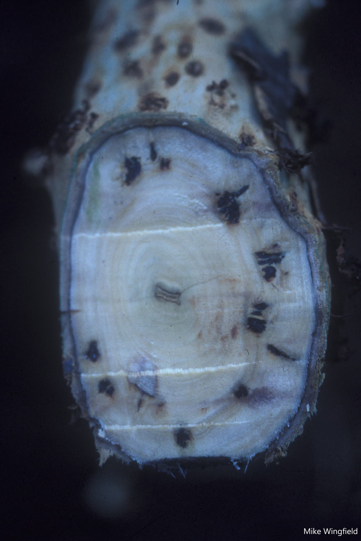 Section through E. grandis stem infected by T. zuluense showing consecutive years of infection.