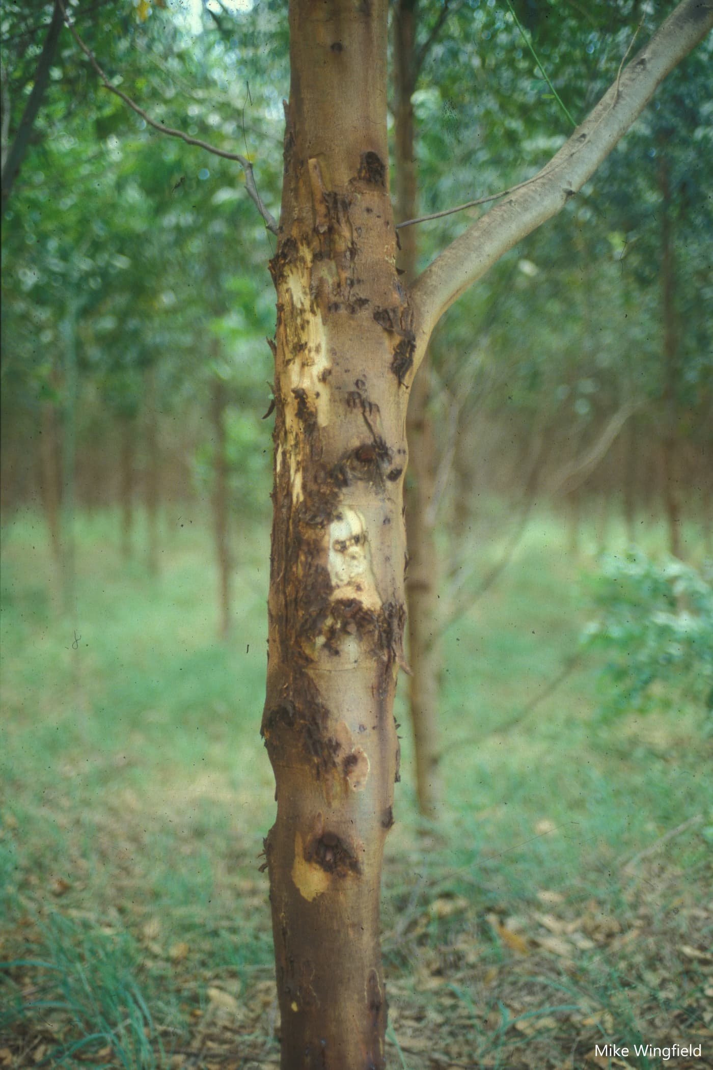 Stem of E. grandis ZG14 infected by T. zuluense when disease first appeared in SA threatening the clonal programme.