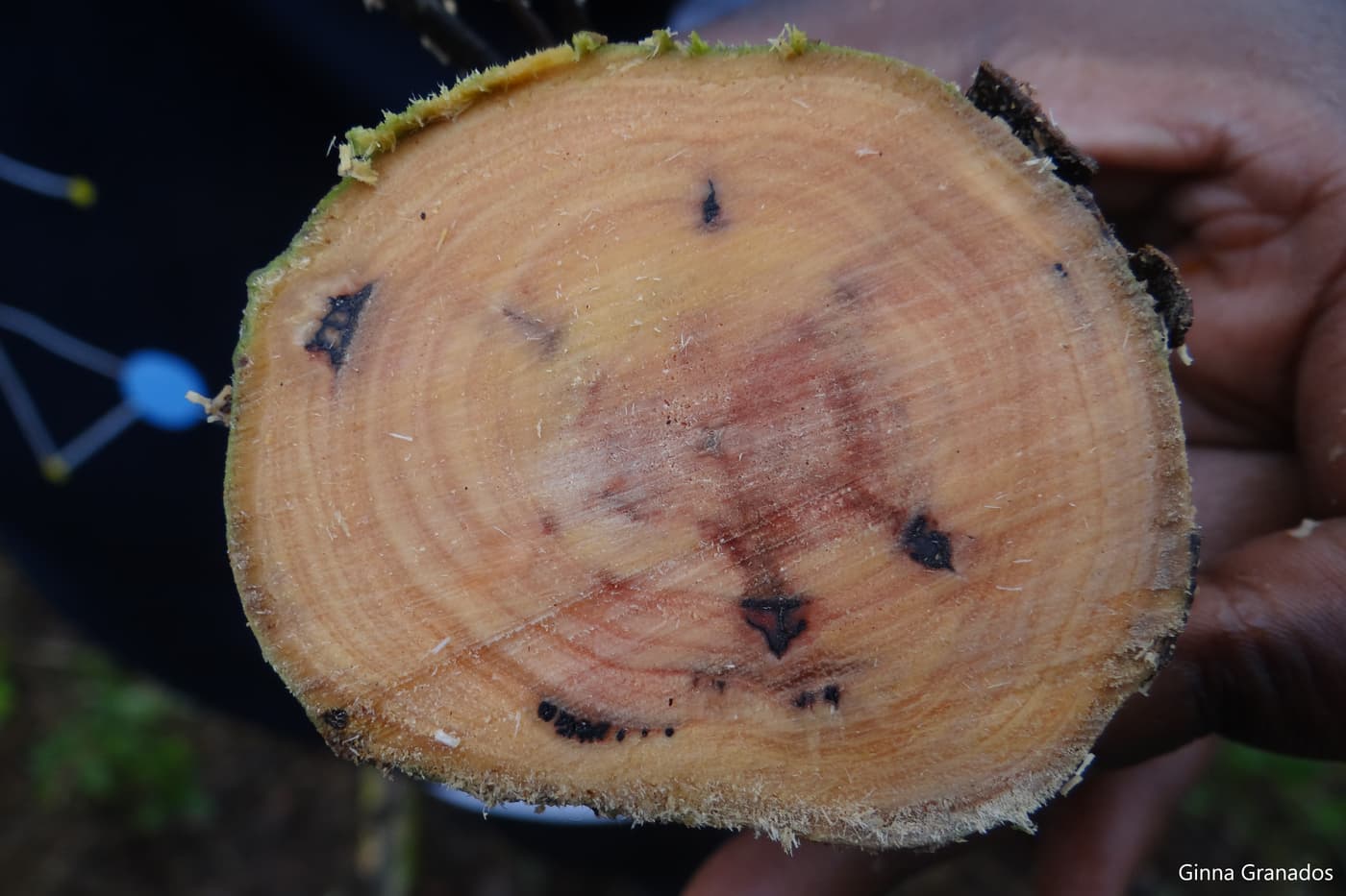 T. zuluensis