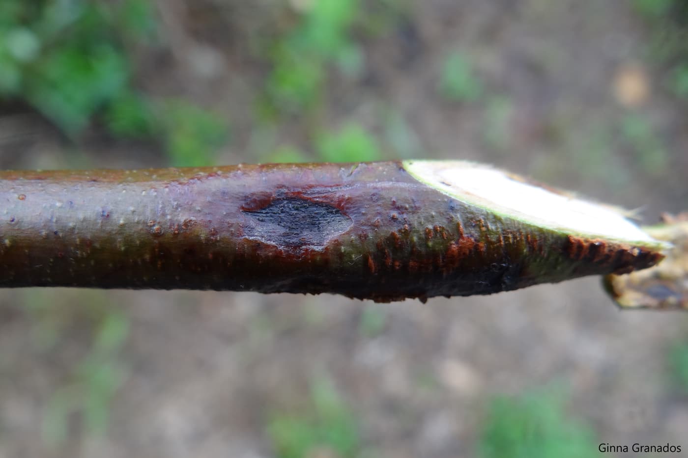 Canker produced by T. zuluensis