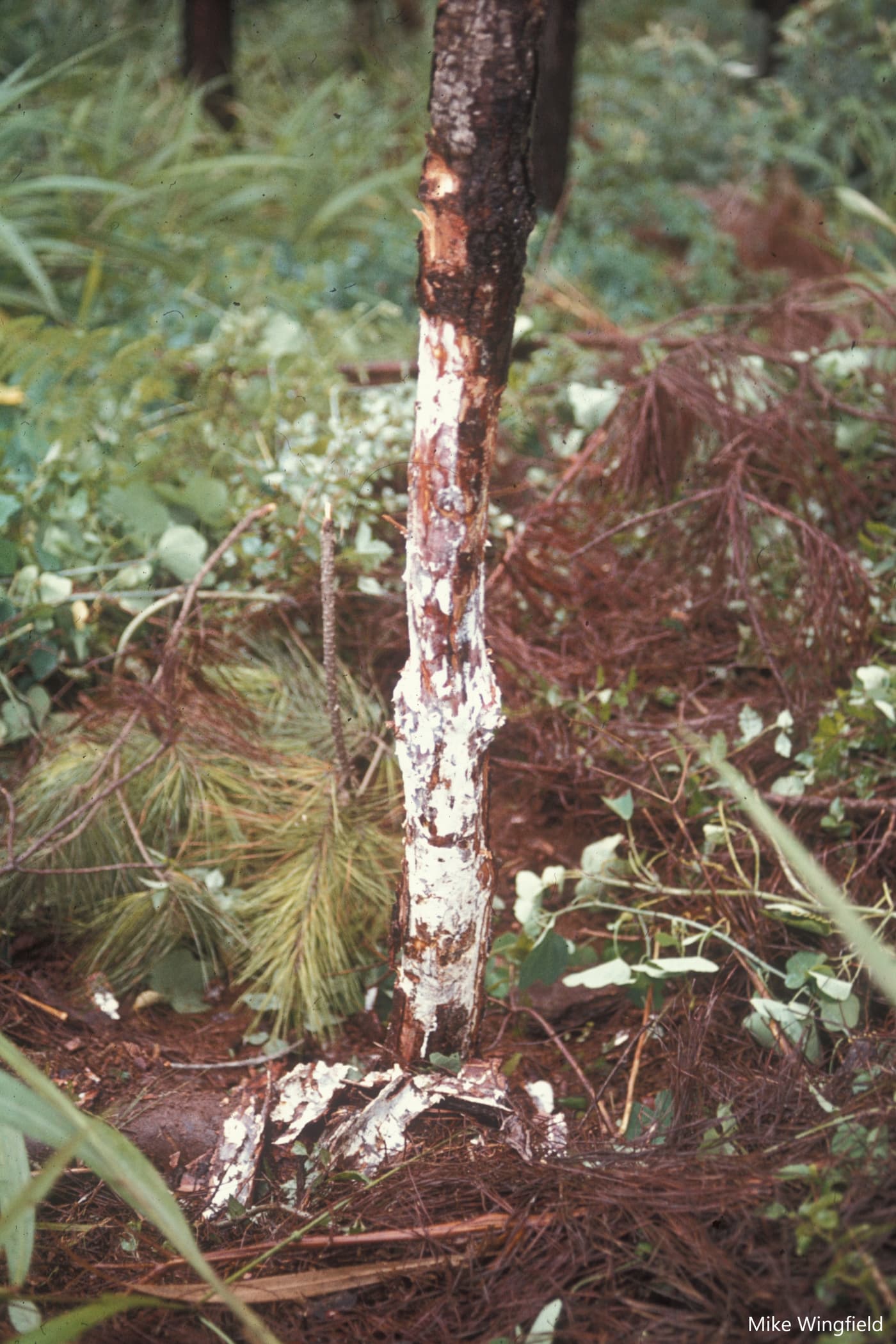 Armillaria fuscipes white mycelial mat under bark of dying pine