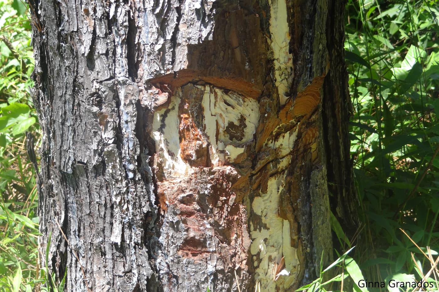 Armillaria white mycelial mat under bark of pine