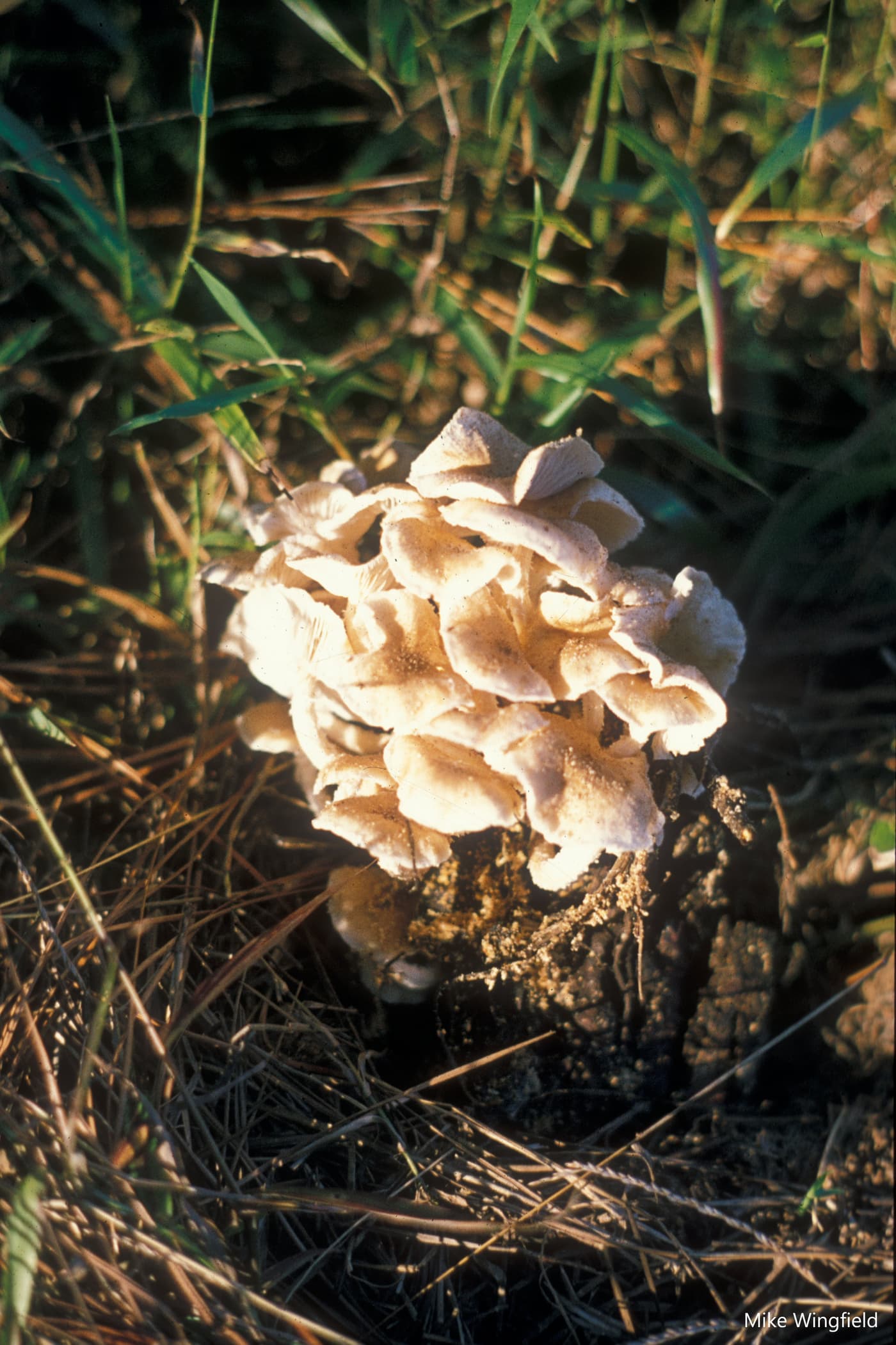 Basidiocarps of Armillaria fuscipes