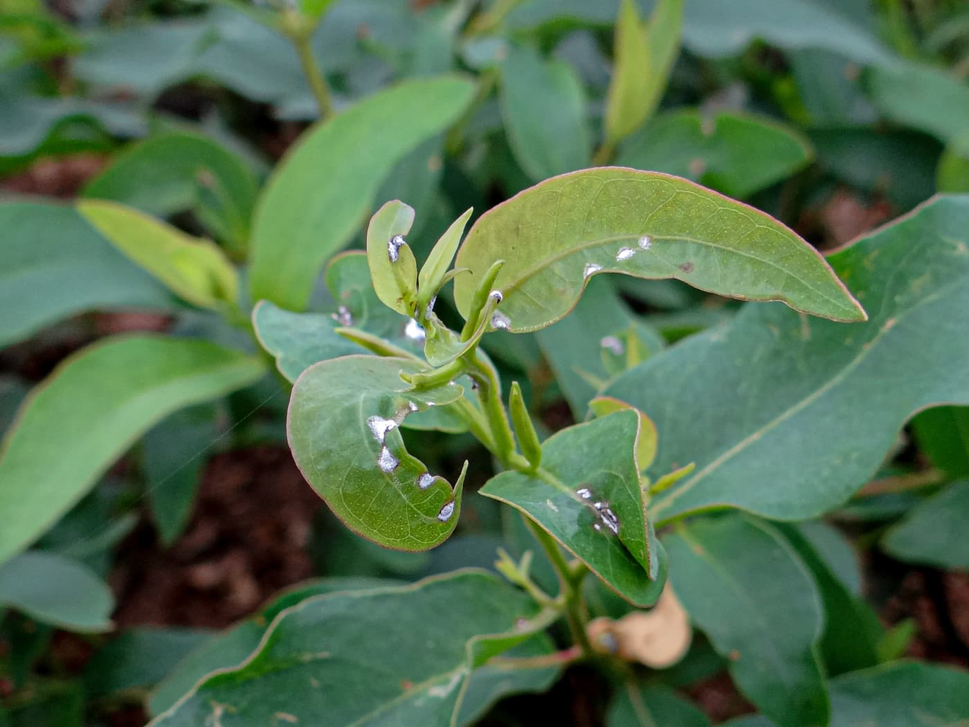 Infection on young shoots