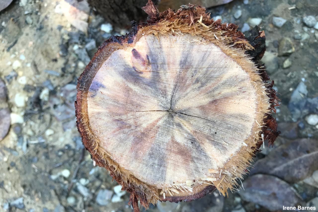Ceratocystis wilt