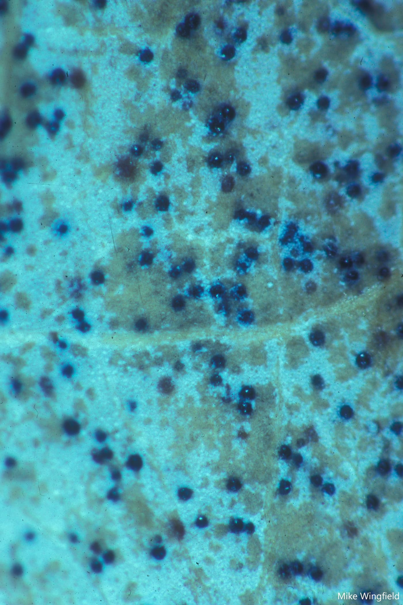 Ascocarps of T. nubilosa on the undersurface of lesions on E. nitens