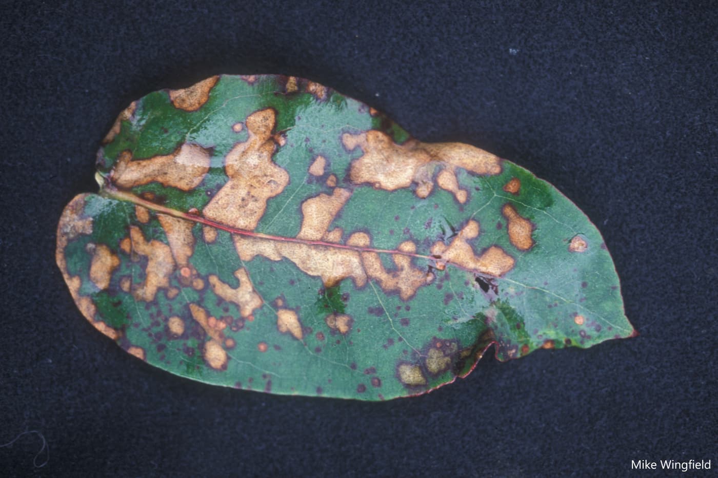 Leaf blotch on E. nitens caused by T. nubilosa