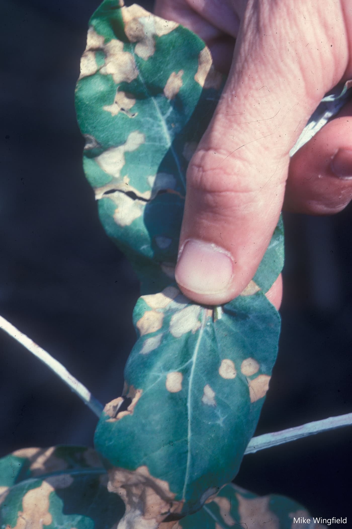 Teratosphaeria nubilosa on E. nitens