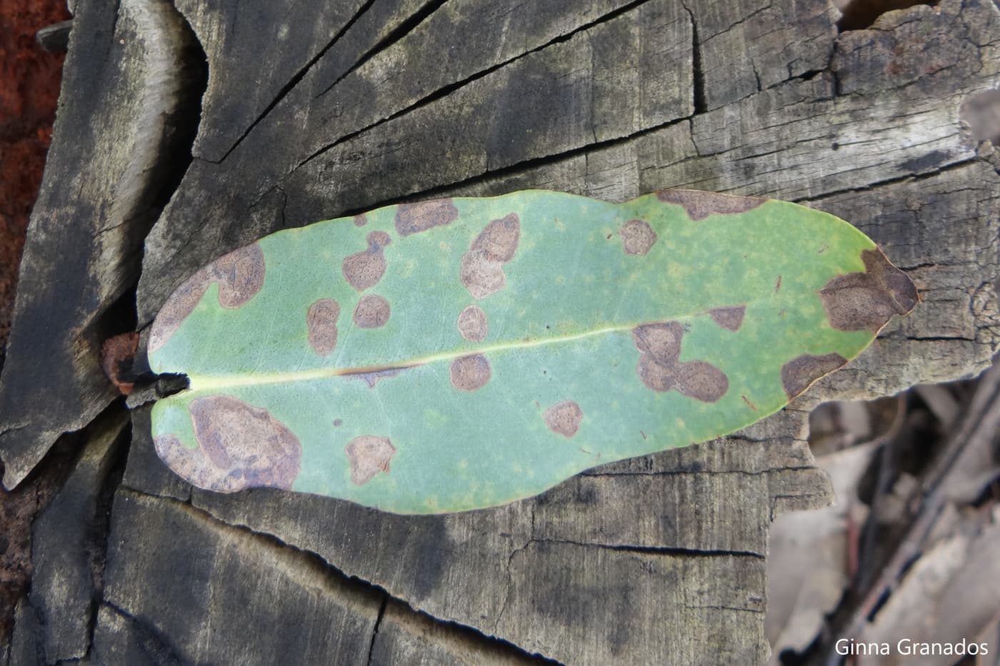 Teratosphaeria nubilosa