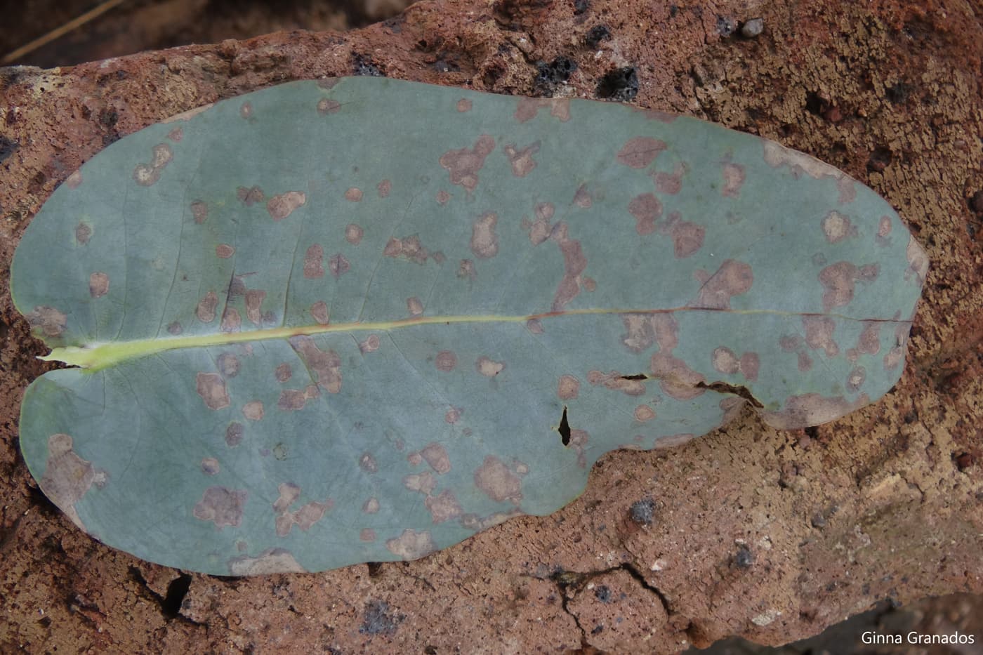 Teratosphaeria nubilosa