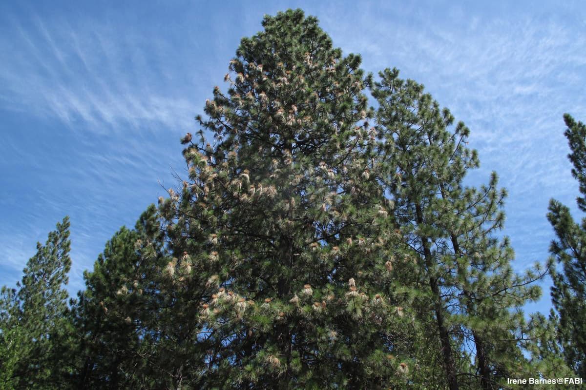 Diplodia tip blight on mature Pinus ponderosa