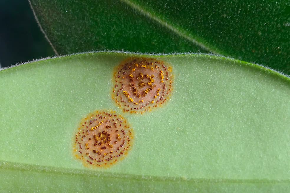 Teliospores of A. psidii developing on Syzygium sp.