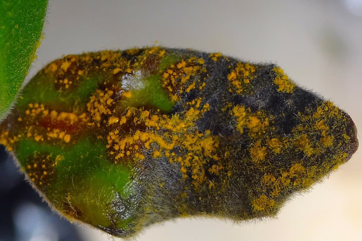 Yellow uredinia on Eugenia sp. causing tip die-back