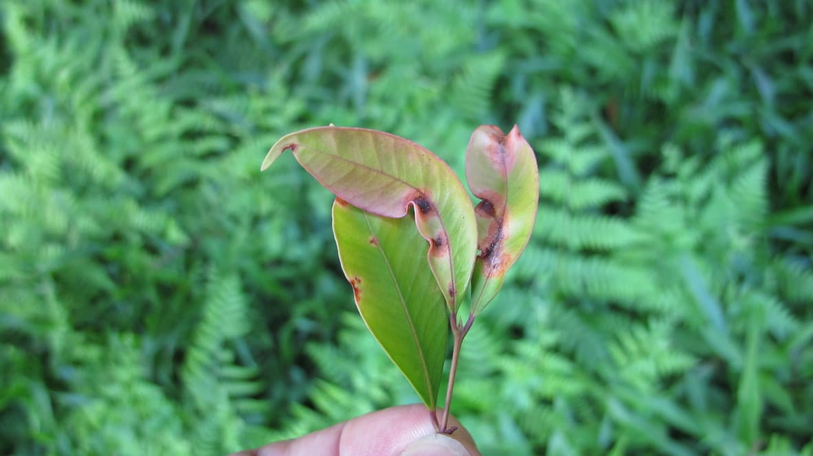 Myrtle Rust
