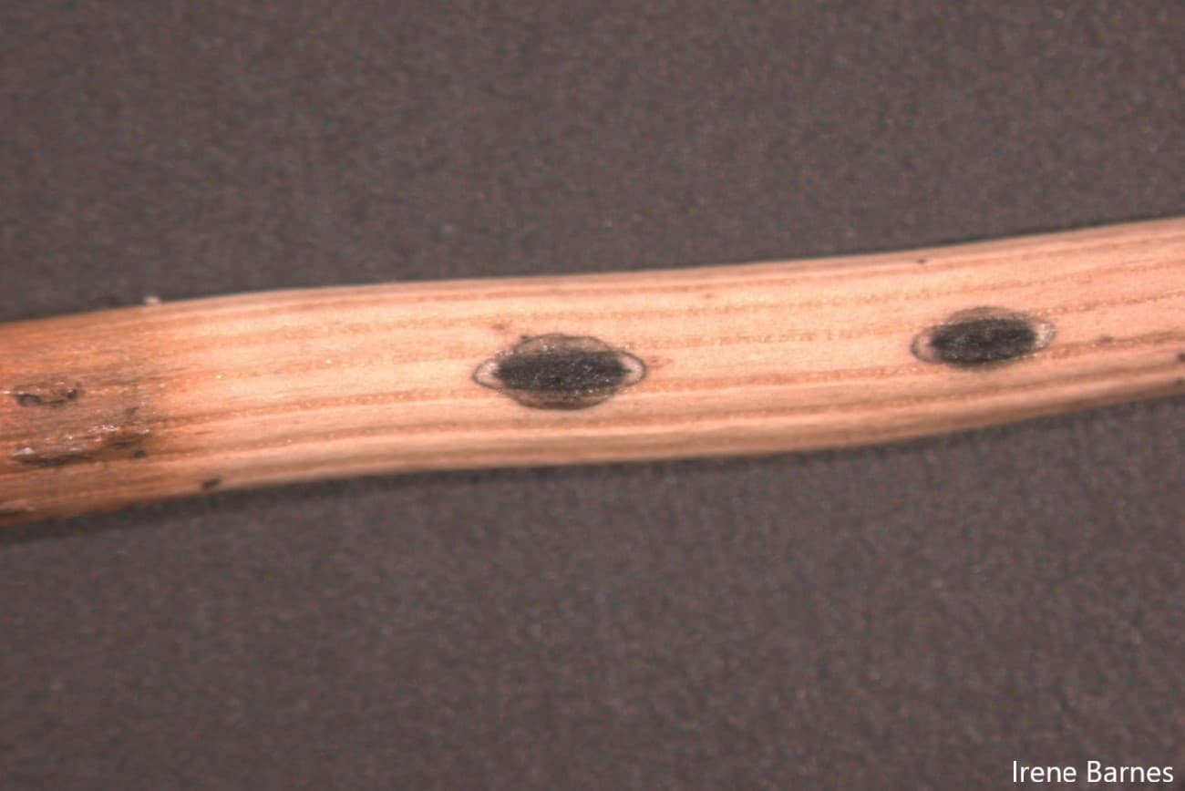 Lophodermium sp. on Pinus radiata