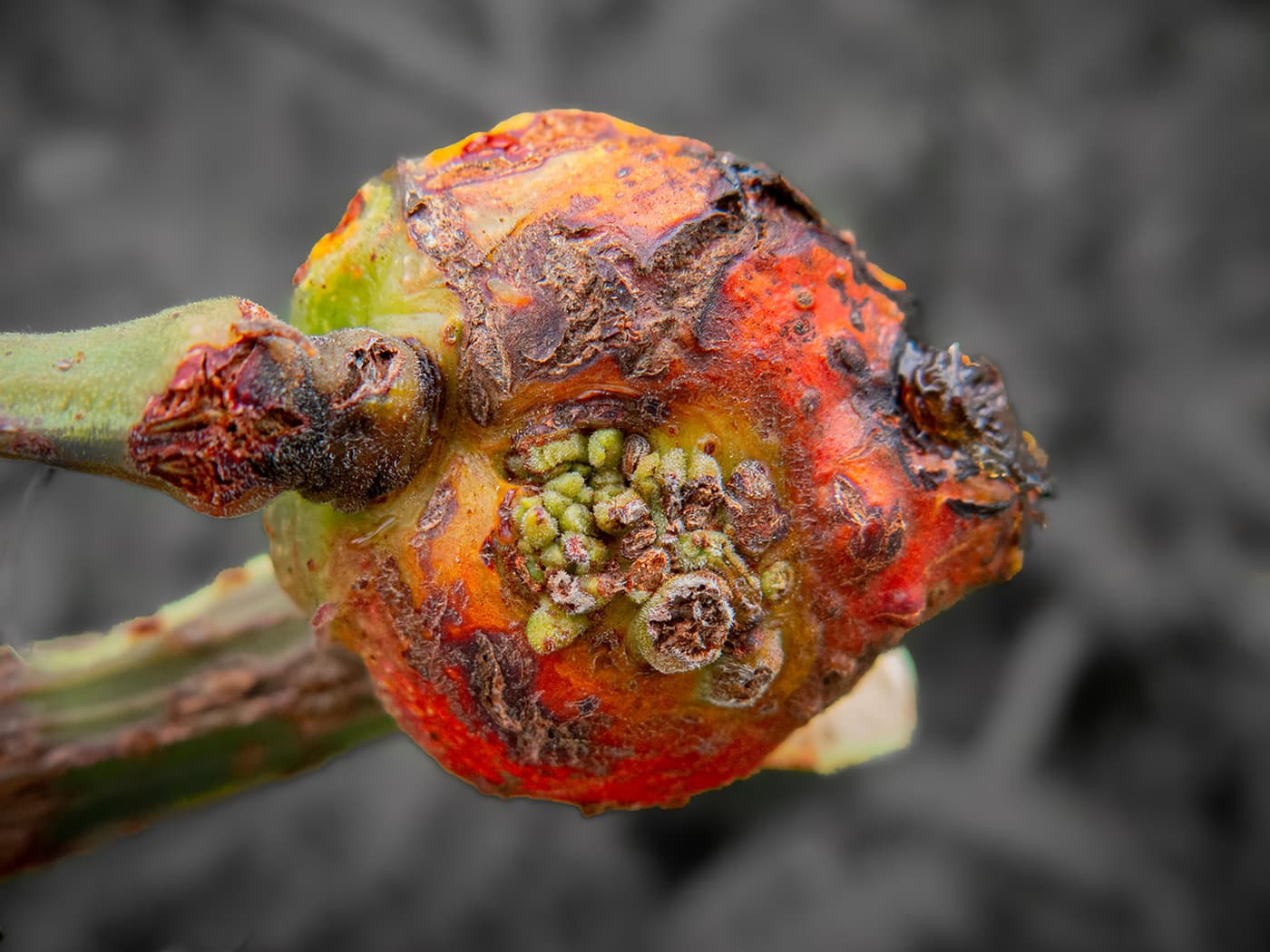 Wattle rust