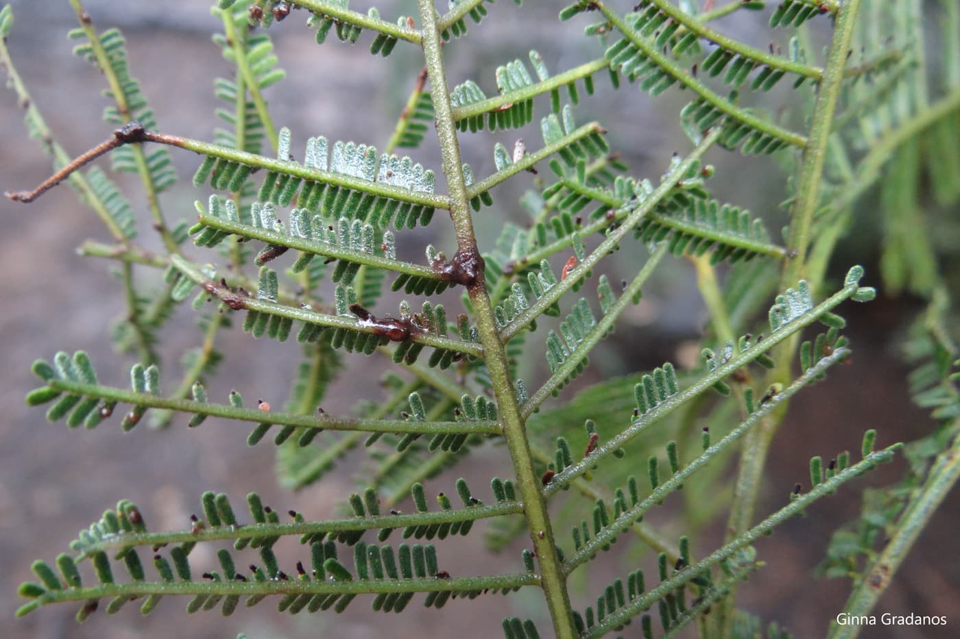 Uromycladium acaciae on Acacia mearnsii