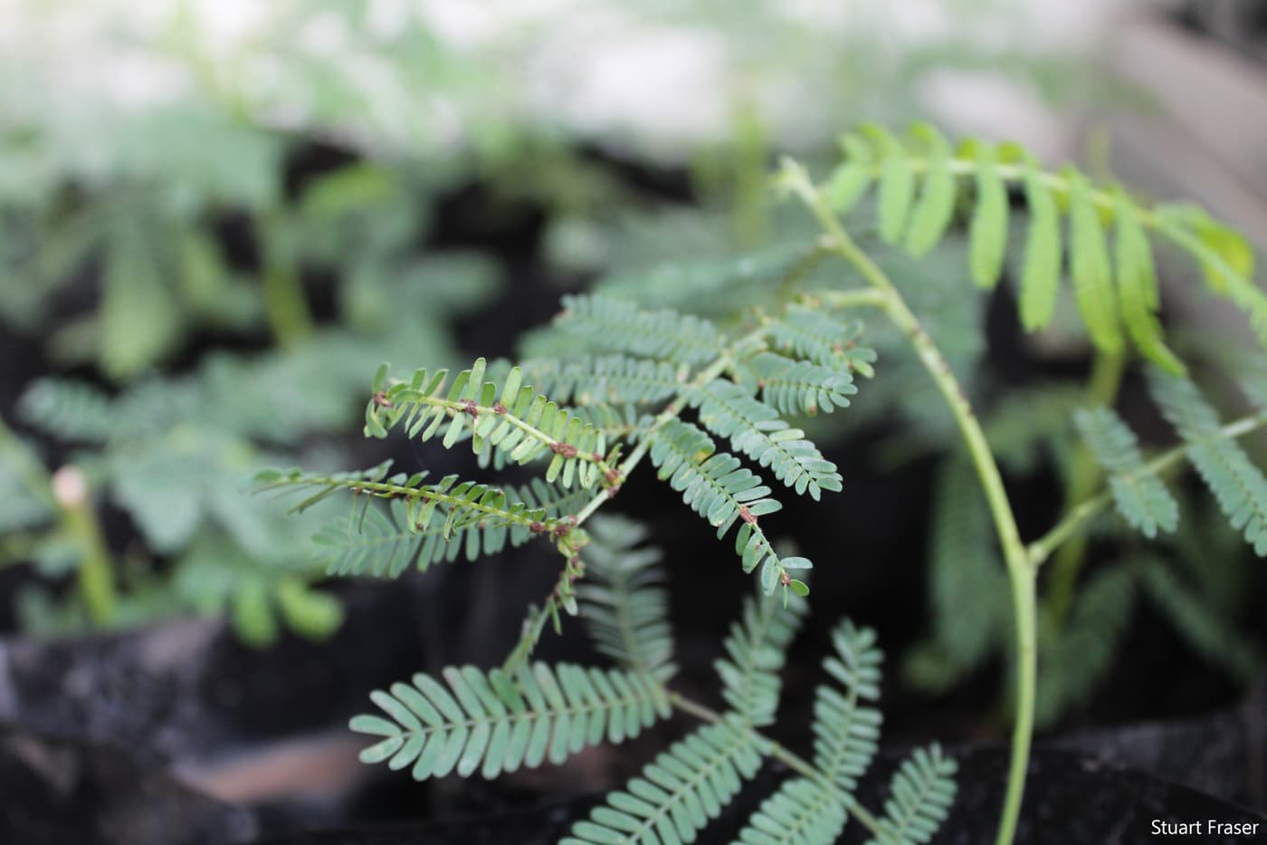 Wattle rust