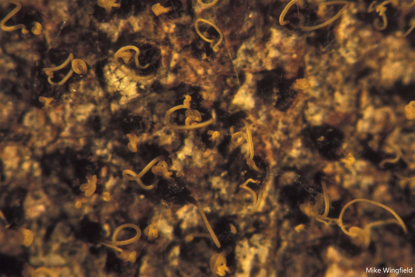 Pycnidia and conidial tendrils of Chr. austroafricana