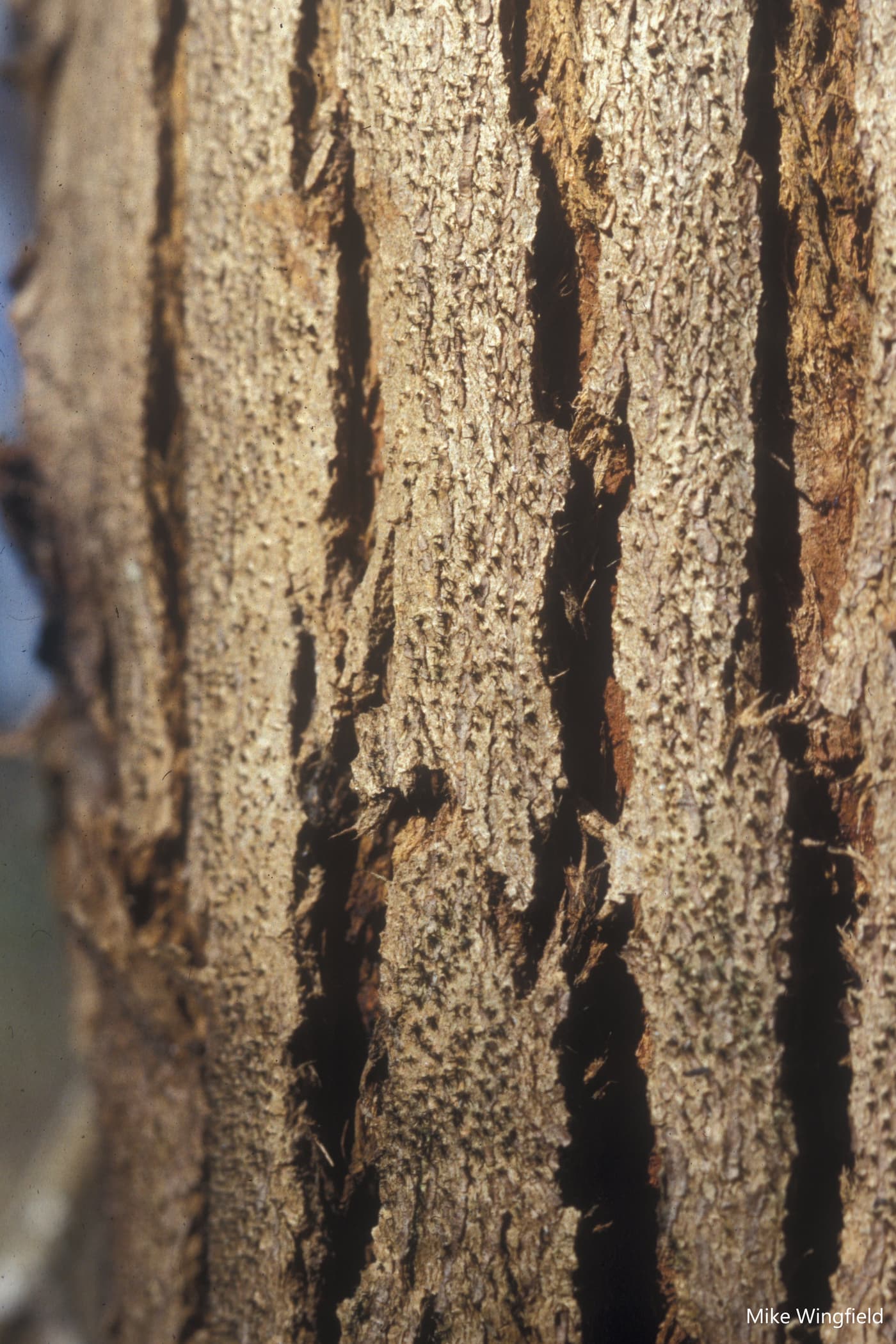 Pycnidia of Chr. austroafricana on bark above stem canker on E. grandis .