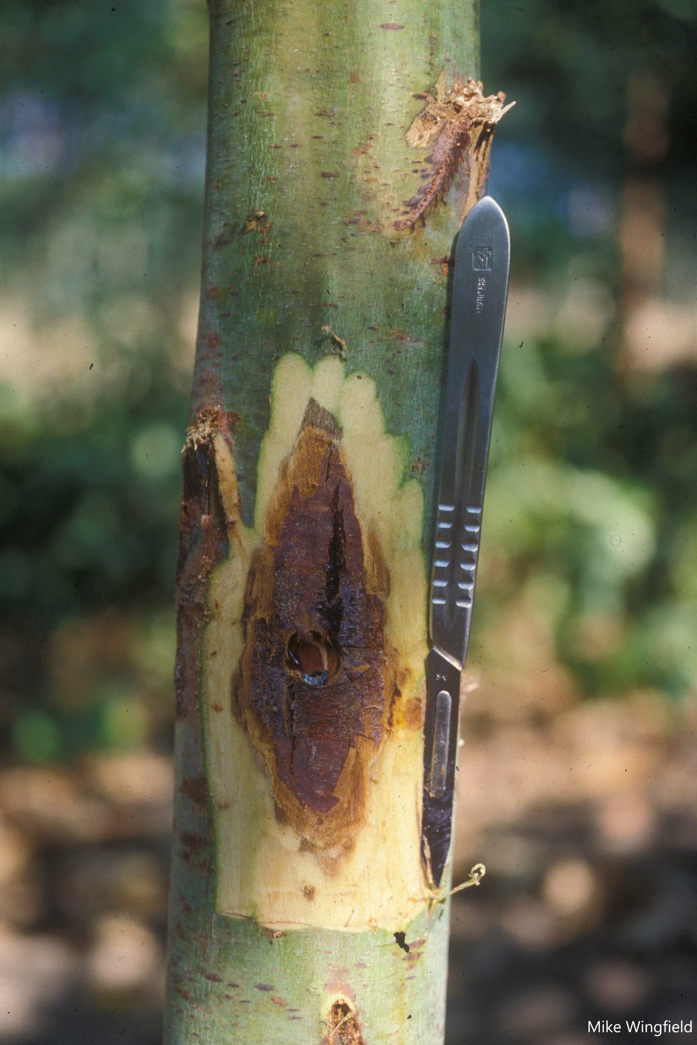 Six week old lesion associated with inoculation of E. grandis clone stem using Chr. austroafricana .