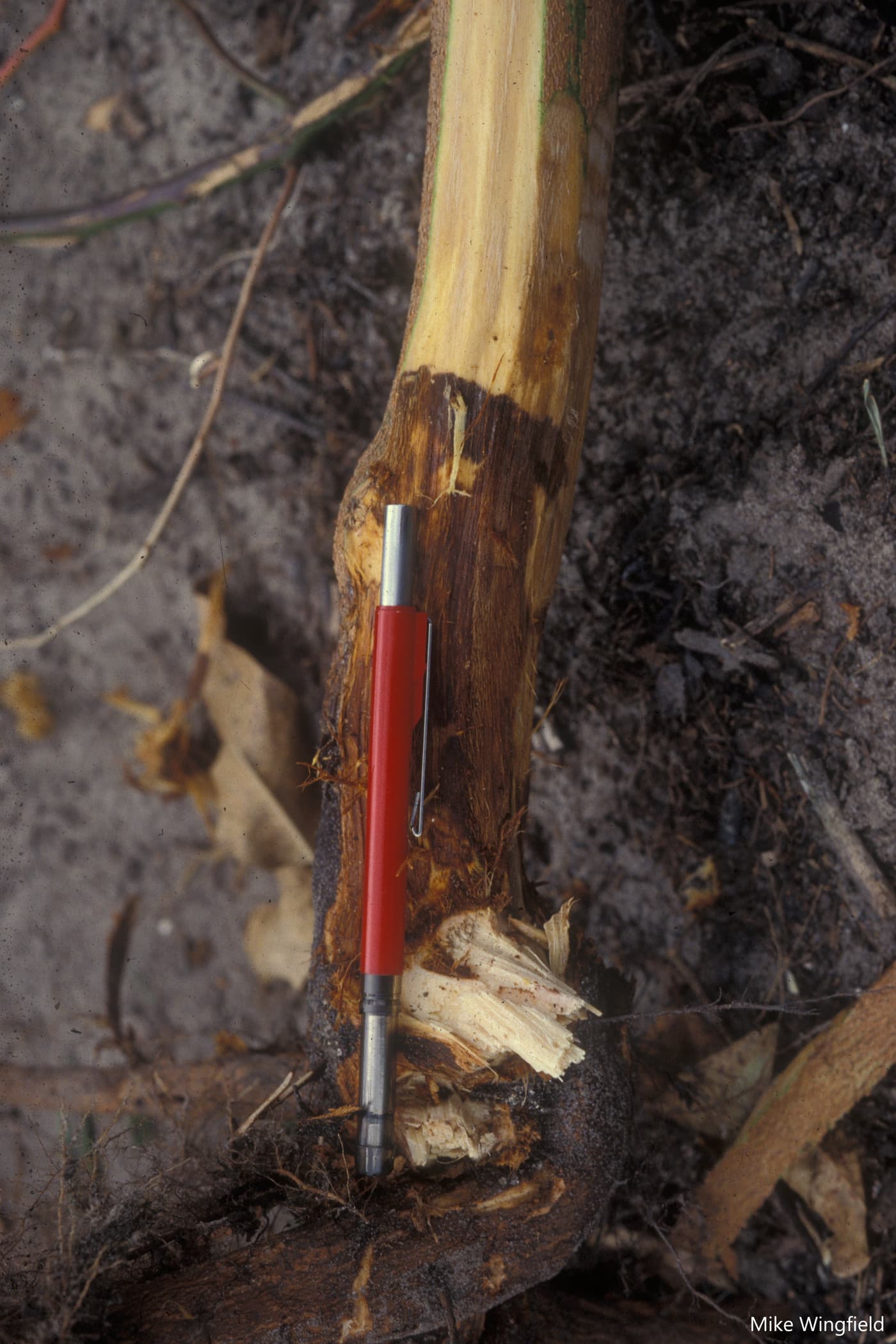 Collar lesion of Eucalyptus caused by P. cinnamomi