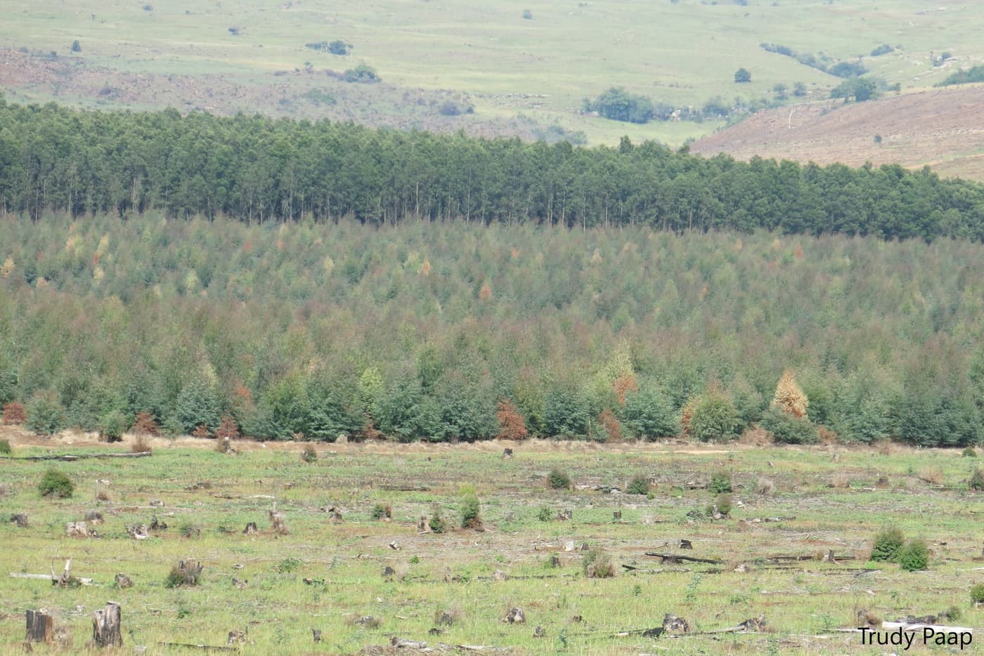 Eucalyptus smithii deaths