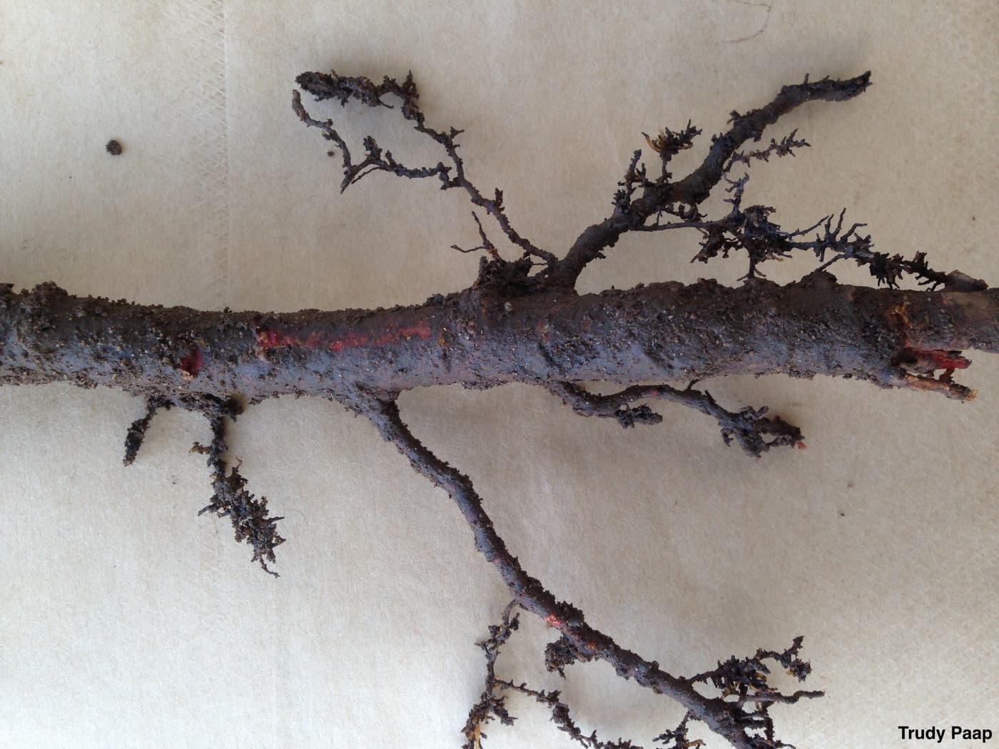 Phytophthora causing fine root rot