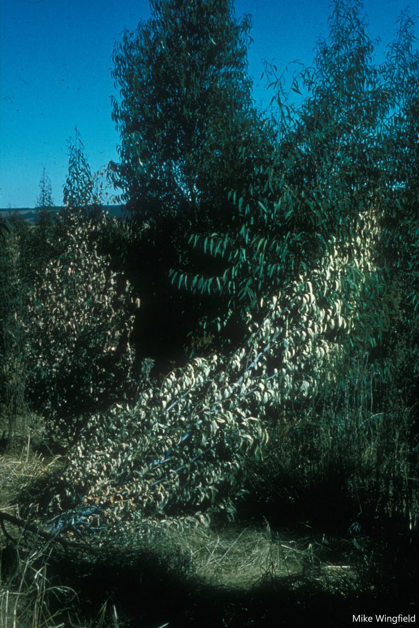 Rapid die back of Eucalyptus fastigata caused by Phytophthora root rot