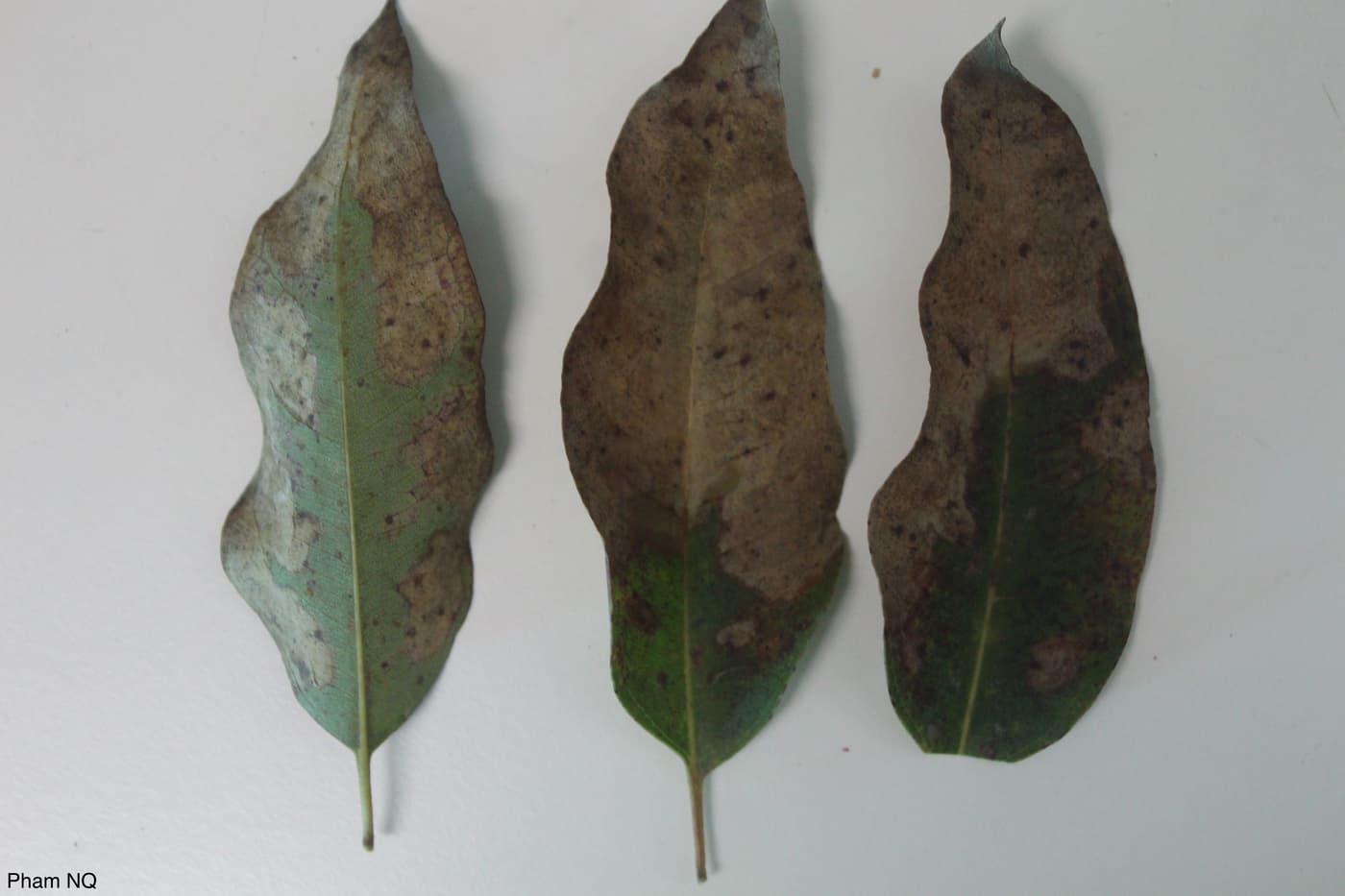 Calonectria symptoms on Eucalyptus leaves